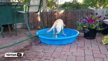 Bu köpek kendi havuzunu kendi hazırlıyor!