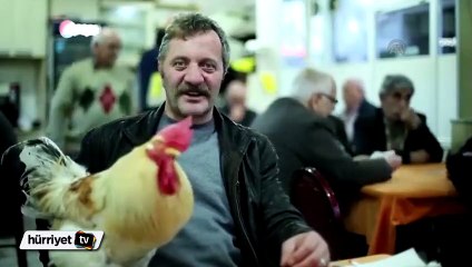 10 yıl önce aldığı Horozu "Behlül"e çocuğu gibi bakıyor