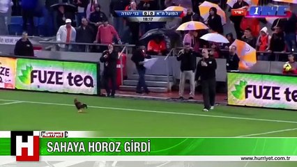 HOROZ SAHAYA GİRİNCE