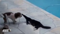 İki köpeğe karşı kavga eden kedi