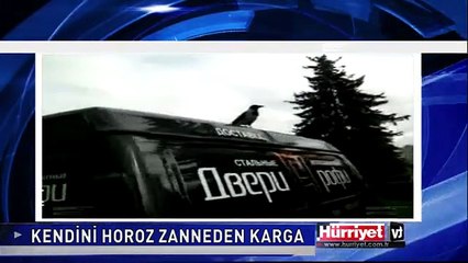KENDİNİ HOROZ ZANNEDEN KARGA