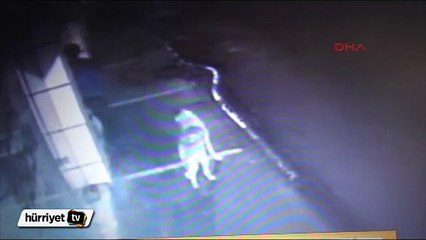 Köpekleri kapıya 'gözcü' bırakıp lokantayı soydu