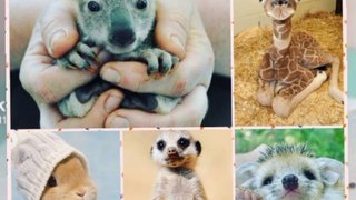 10 most funny animals|cyut animals babay video|mix video -02