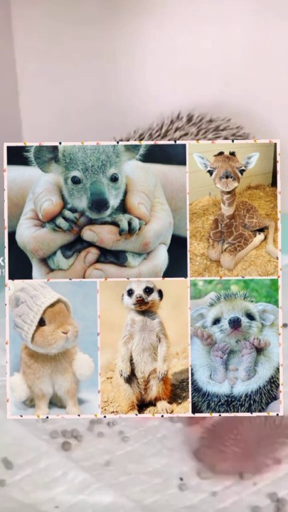 10 most funny animals|cyut animals babay video|mix video -02