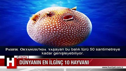 İŞTE DÜNYANIN EN İLGİNÇ 10 HAYVANI