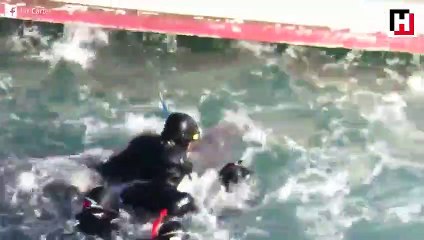 Anne ve yavru yunusun yürek sızlatan ayrılışı!