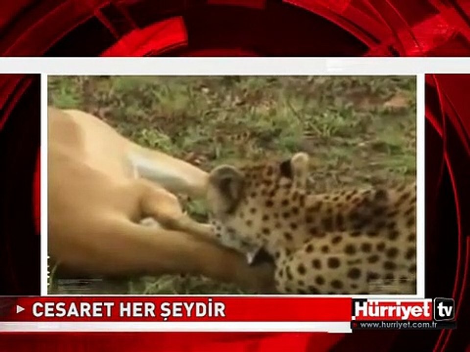 BİRİ KORKAK, BİRİ CESARETLİ, BİRİ ŞANSLI UYANIK! İŞTE SİZE BİR ÖRNEK