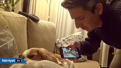 Horlama sesine uyanan sevimli köpek