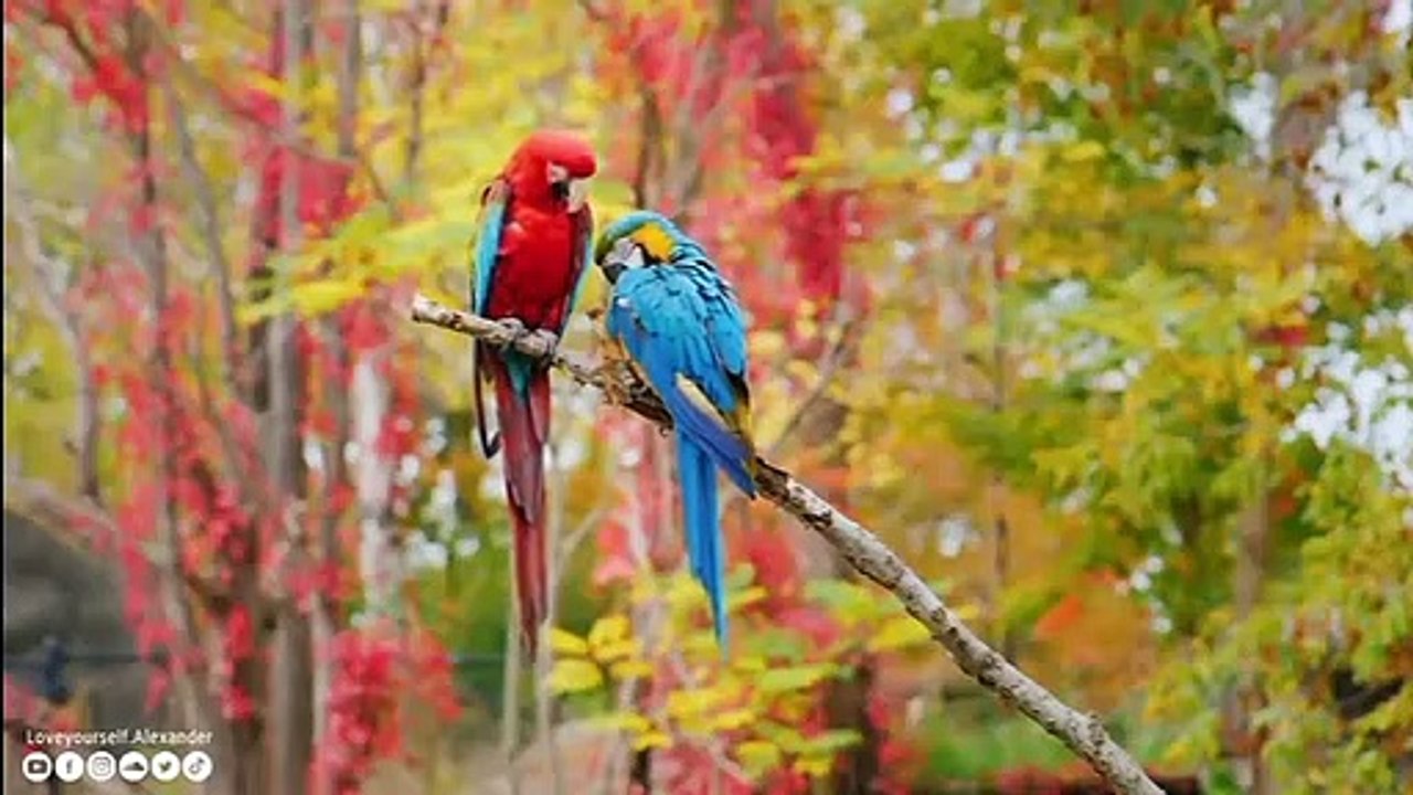 Musique relaxante avec la faune Musique douce, calme le système nerveux et plaît à l'âme