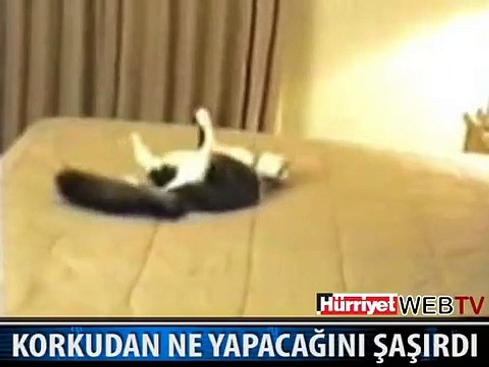 İŞTE DÜNYANIN EN KORKAK KEDİSİ
