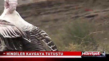 HİNDİLER KARAYOLUNDA BÖYLE KAVGA ETTİ