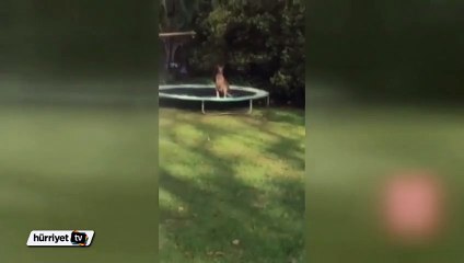 Kangurunun trambolinle imtihanı
