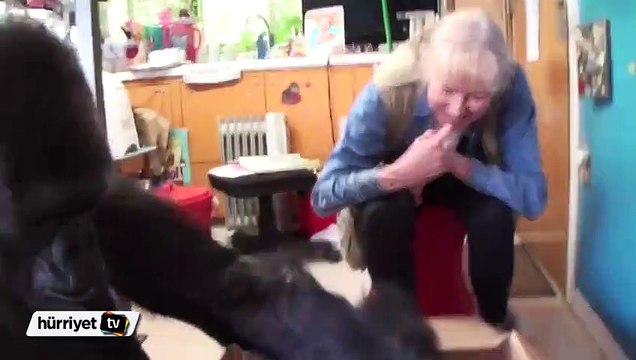 Goril Koko yavru kedilere anneleri gibi bakıyor