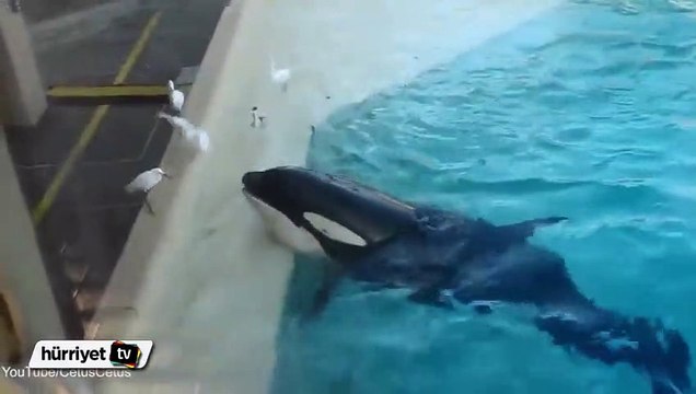 Katil balina martıyı bir hamlede yakaldı