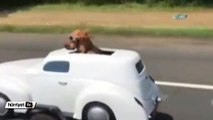 Sevimli köpeğin otomobil keyfi şaşırttı