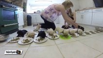 10 yavru köpek ilk kez yemek yiyor!