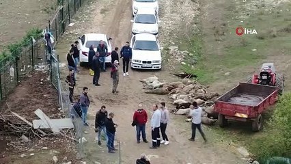 Başıboş köpekler birçoğu gebe 41 koyunu telef etti