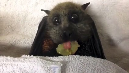 Karşınızda dünyanın en sevimli yarasası!