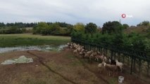 Başıboş köpekler birçoğu gebe 41 koyunu telef etti
