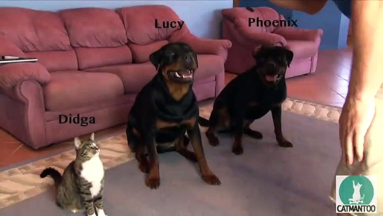 Kendini köpek sanan kedi