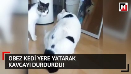 Obez kedi yere yatarak kavgayı durdurdu!