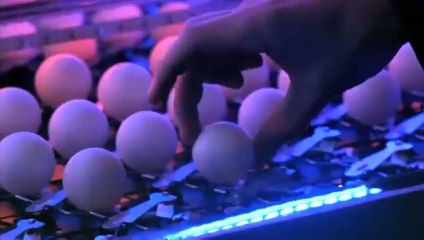 Yüzlerce pin pon topu ve fare kapanıyla görsel şölen!