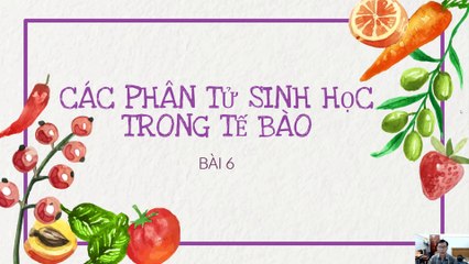 Sinh 10 - Bài 6 Các phân tử sinh học