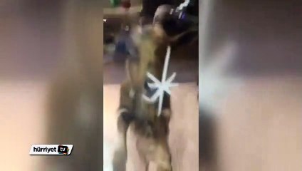 İnadı tutan keçi markete giremeyince...