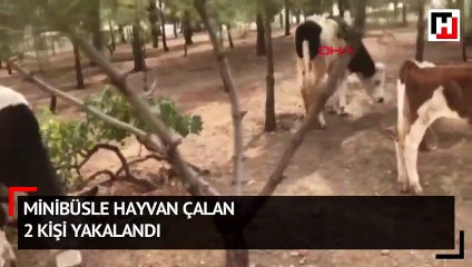 Minibüsle hayvan çalan 2 kişi yakalandı