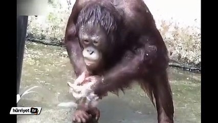 Hortumla yıkanan orangutan şaşırtıyor