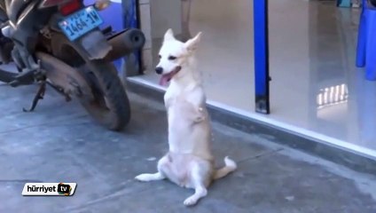 Doğuştan iki ön ayağı olmayan köpek ilgi odağı