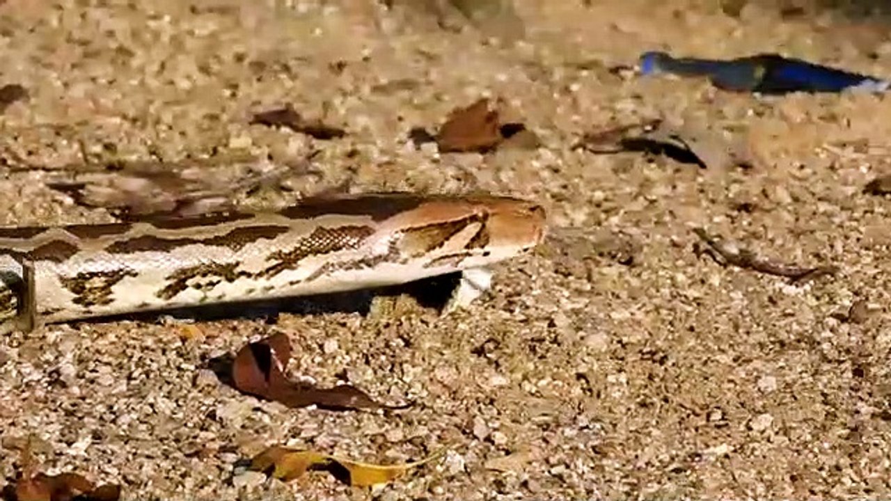 Close encounters python snake