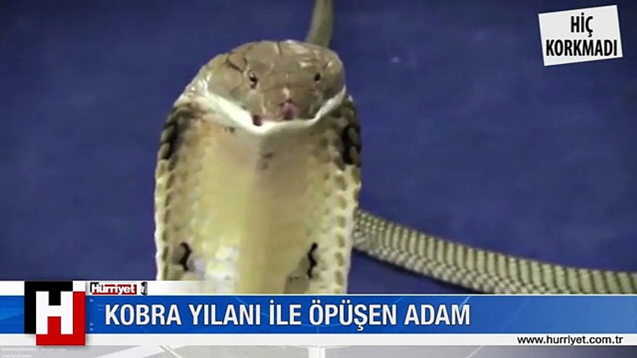 KOBRAYLA ÖPÜŞEN ADAM