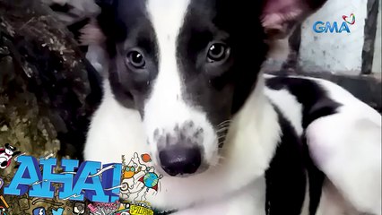 Asong kinailangan iwan ng kanyang amo, masagip kaya? | AHA!