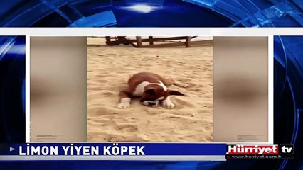 KÖPEK LİMON YERSE NE OLUR! İŞTE BU OLUR
