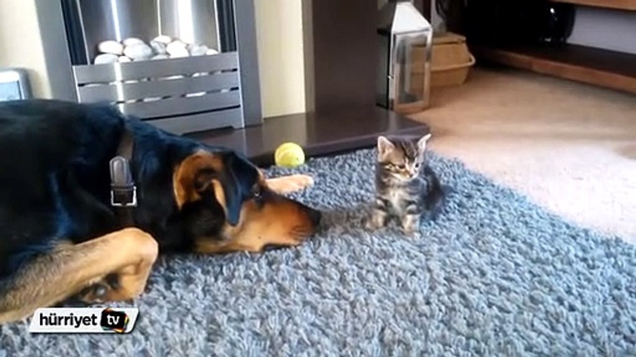 Kedi ve köpeğin dostluğu görenleri şaşırtıyor