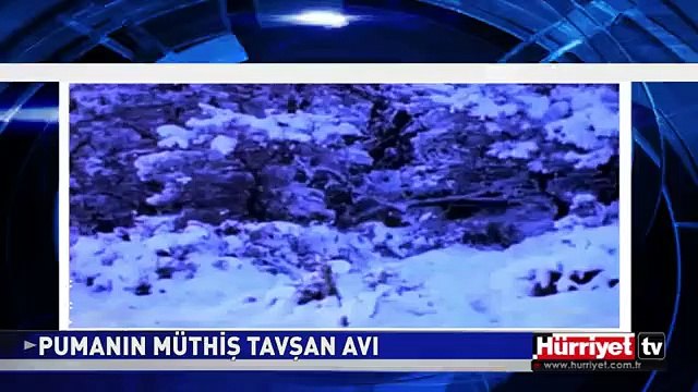 PUMAMIN MÜTHİŞ TAVŞAN AVI