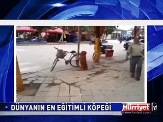 DÜNYANIN EN EĞİTİMLİ KÖPEĞİ