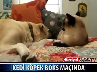 KEDİ KÖPEK BOKS MAÇINDA