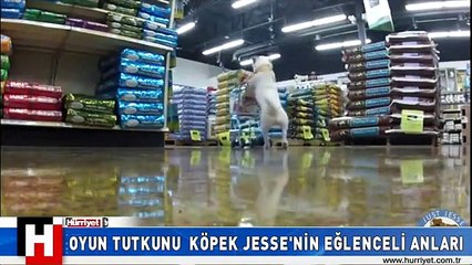 YETENEKLİ KÖPEK JESSE'NİN MUHTEŞEM PERFORMANSI