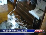 KEDİDİR NE YAPSA YERİDİR