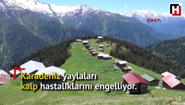 Karadeniz yaylalarında doğal beslenenlerde kalp-damar hastalığına rastlanmıyor