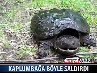 SALDIRGAN KAPLUMBAĞA