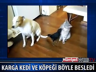 KARGA KEDİ VE KÖPEĞİ BÖYLE BESLEDİ