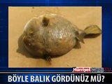 İNSANA BENZEYEN TOMBALAK BALIK