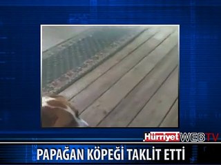 HAVLAYAN PAPAĞAN