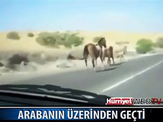 AT ARABANIN ÜSTÜNE BÖYLE ÇIKTI