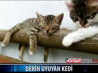 DERİN UYUYAN KEDİ