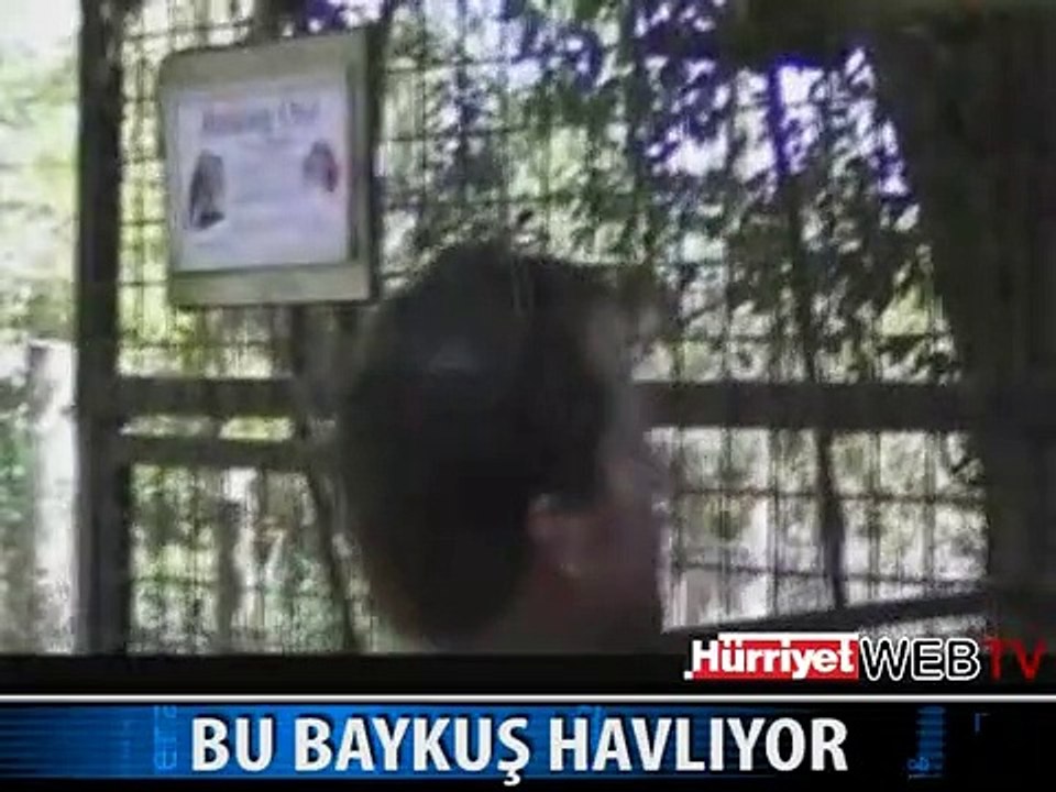 HAVLAYAN BAYKUŞ