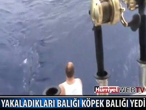 KÖPEK BALIĞI KILIÇ BALIĞINI YEDİ
